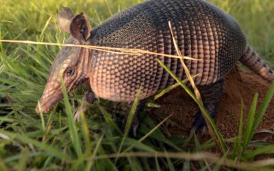 Fundación Kurupira participa en entrevista en Radio Nacional por el Día del Armadillo