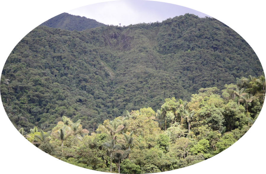 logo fundación Kurupira